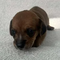 Chocolate boy, a male Dachshund for sale in Lakeland, FL – 2 of 7
