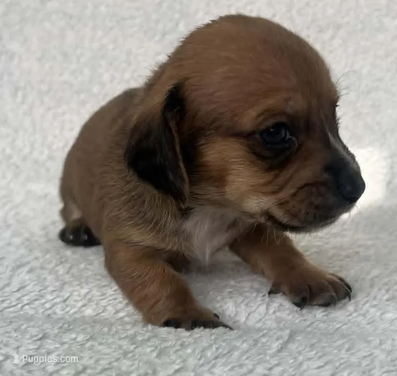 Chocolate boy – Dachshund puppy for sale in Lakeland, FL