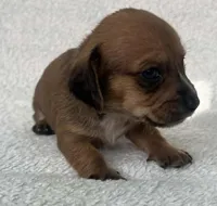 Chocolate boy, a male Dachshund for sale in Lakeland, FL – 1 of 7