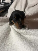 Black & Tan Boy #3, a male Dachshund for sale in Lakeland, FL – 5 of 7