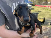 Big Mac, a male Dachshund for sale in Lakeland, FL – Photo 2 of 3