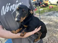 Big Mac, a male Dachshund for sale in Lakeland, FL – Photo 1 of 3
