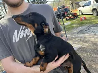 Big Mac, a male Dachshund for sale in Lakeland, FL – Photo 3 of 3