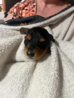 Black & Tan boy #2, a male Dachshund for sale in Lakeland, FL – 1 of 7