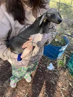 Baby, a female Dachshund for sale in Lakeland, FL – Photo 3 of 3