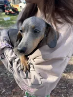 Baby, a female Dachshund for sale in Lakeland, FL – Photo 2 of 3