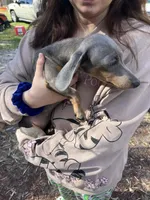 Baby, a female Dachshund for sale in Lakeland, FL – Photo 1 of 3
