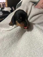 Black & Tan Boy #3, a male Dachshund for sale in Lakeland, FL – 1 of 7