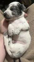 Spotted boy, a male Dachshund for sale in Lakeland, FL – 2 of 7