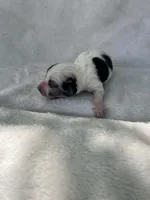 Spotted boy, a male Dachshund for sale in Lakeland, FL – Photo 2 of 5