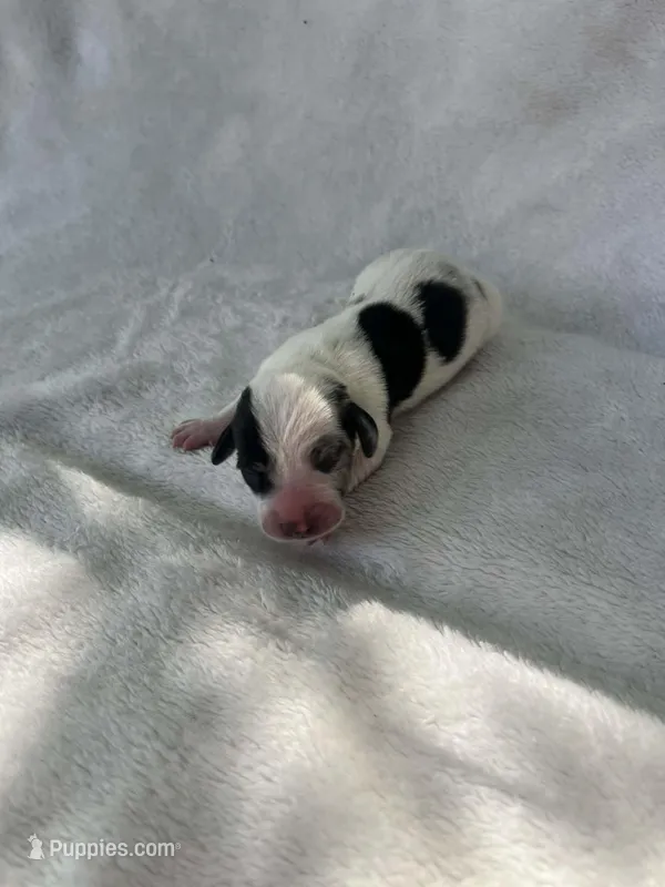 Spotted boy – Dachshund puppy for sale in Lakeland, FL