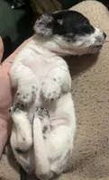 Spotted boy, a male Dachshund for sale in Lakeland, FL – 3 of 7
