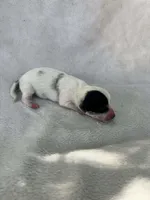 Spotted boy, a male Dachshund for sale in Lakeland, FL – Photo 3 of 5