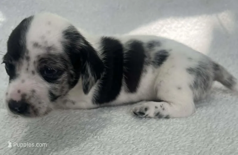 Spotted boy – Dachshund puppy for sale in Lakeland, FL