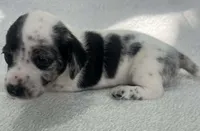 Spotted boy, a male Dachshund for sale in Lakeland, FL – 1 of 7