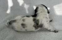 Spotted boy, a male Dachshund for sale in Lakeland, FL – 5 of 7