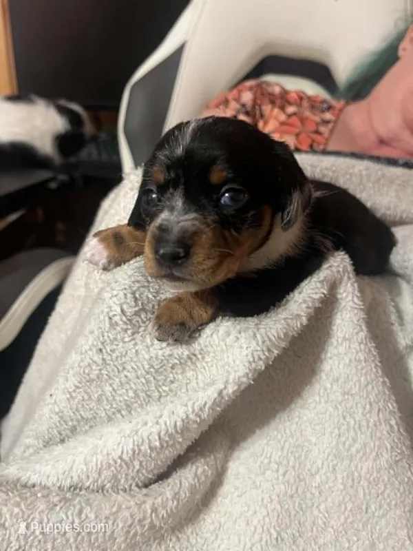 Black & Tan Girl #2 – Dachshund puppy for sale in Lakeland, FL