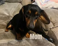 Black & Tan Girl #2, a female Dachshund for sale in Lakeland, FL – 6 of 7
