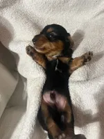 Black & Tan boy #2, a male Dachshund for sale in Lakeland, FL – 5 of 7