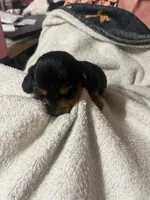 Black & Tan boy #2, a male Dachshund for sale in Lakeland, FL – 4 of 7