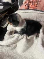 Black & Tan Girl #2, a female Dachshund for sale in Lakeland, FL – 5 of 7