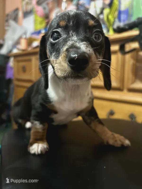 Black & Tan Girl #2 – Dachshund puppy for sale in Lakeland, FL