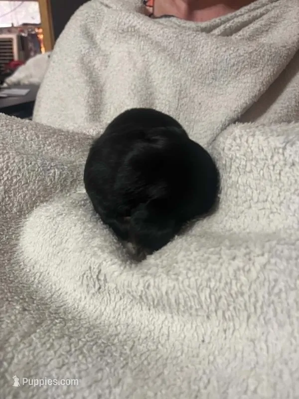 Black & Tan boy – Dachshund puppy for sale in Lakeland, FL