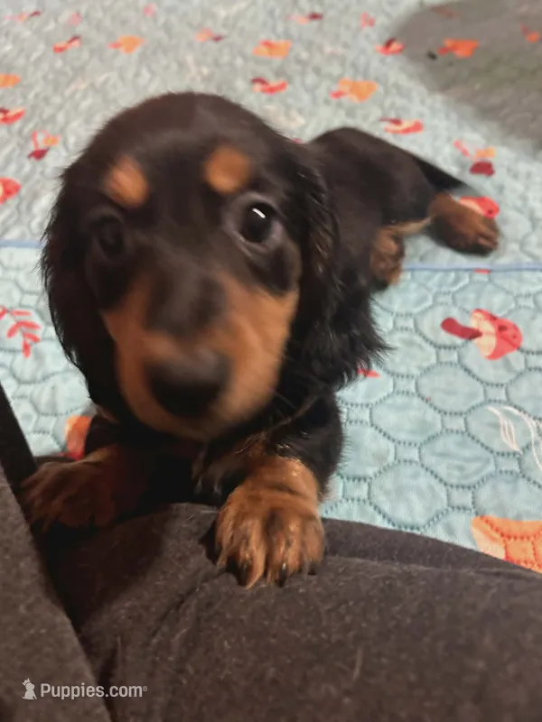 Black & Tan boy #2 – Dachshund puppy for sale in Lakeland, FL