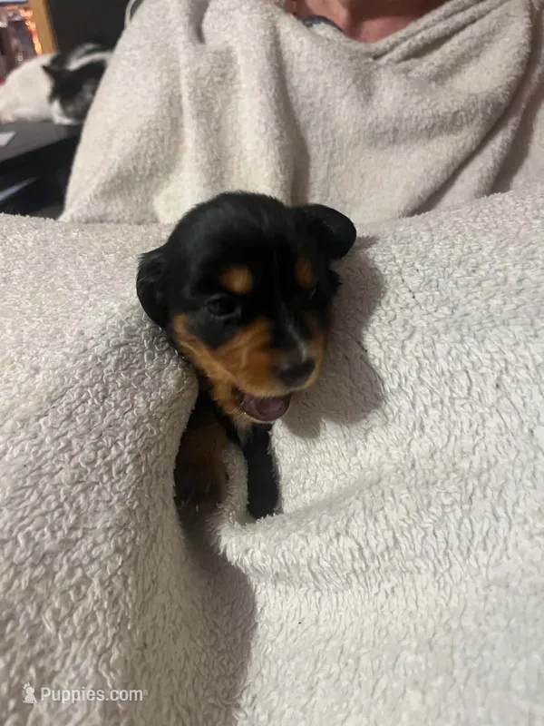 Black & Tan Girl – Dachshund puppy for sale in Lakeland, FL