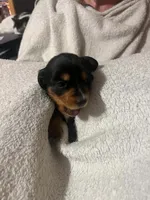 Black & Tan Girl, a female Dachshund for sale in Lakeland, FL – 1 of 7