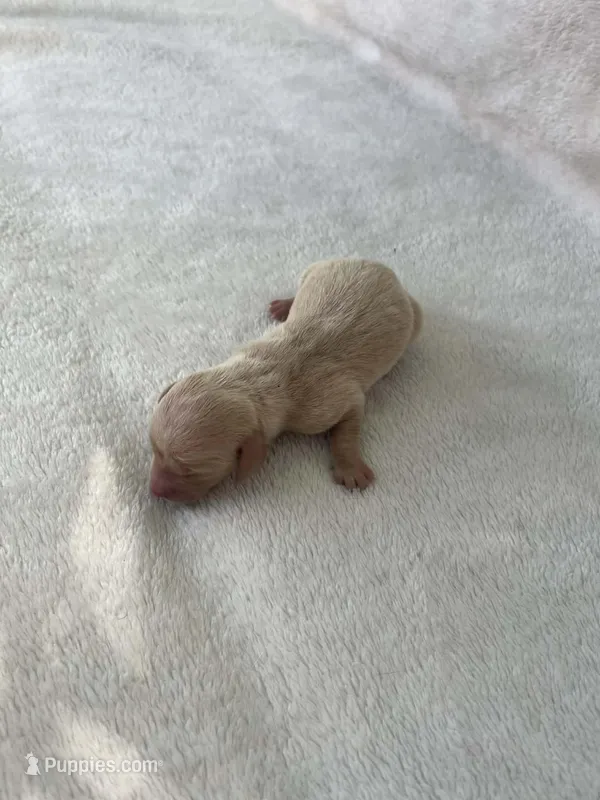 Cream boy – Dachshund puppy for sale in Lakeland, FL
