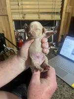 Cream boy, a male Dachshund for sale in Lakeland, FL – Photo 6 of 8