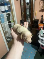 Cream boy, a male Dachshund for sale in Lakeland, FL – Photo 7 of 8