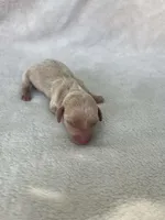 Cream boy, a male Dachshund for sale in Lakeland, FL – Photo 3 of 5