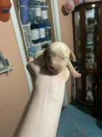 Cream boy, a male Dachshund for sale in Lakeland, FL – Photo 8 of 8