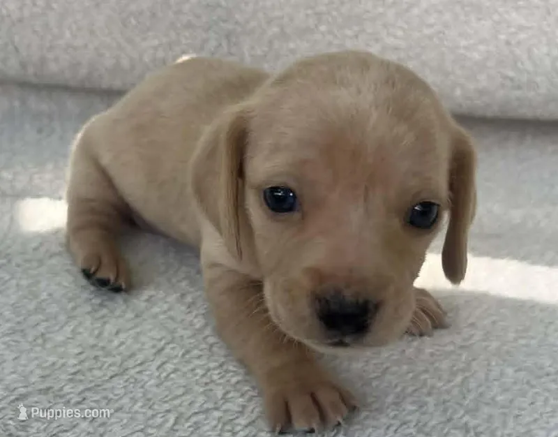 Cream boy – Dachshund puppy for sale in Lakeland, FL