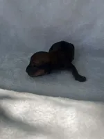 Chocolate girl, a female Dachshund for sale in Lakeland, FL – Photo 2 of 5