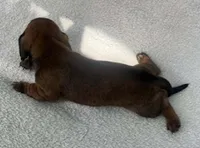 Chocolate girl, a female Dachshund for sale in Lakeland, FL – 3 of 7