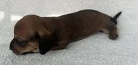 Chocolate girl, a female Dachshund for sale in Lakeland, FL – 5 of 7