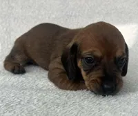Chocolate girl, a female Dachshund for sale in Lakeland, FL – 2 of 7