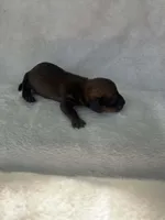 Chocolate girl, a female Dachshund for sale in Lakeland, FL – Photo 3 of 5