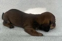 Chocolate girl, a female Dachshund for sale in Lakeland, FL – 4 of 7