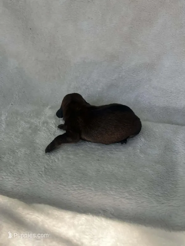 Chocolate girl – Dachshund puppy for sale in Lakeland, FL