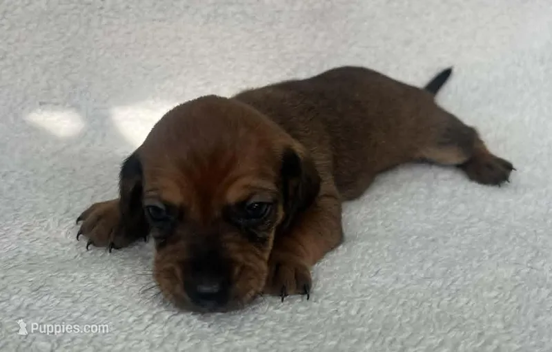 Chocolate girl – Dachshund puppy for sale in Lakeland, FL