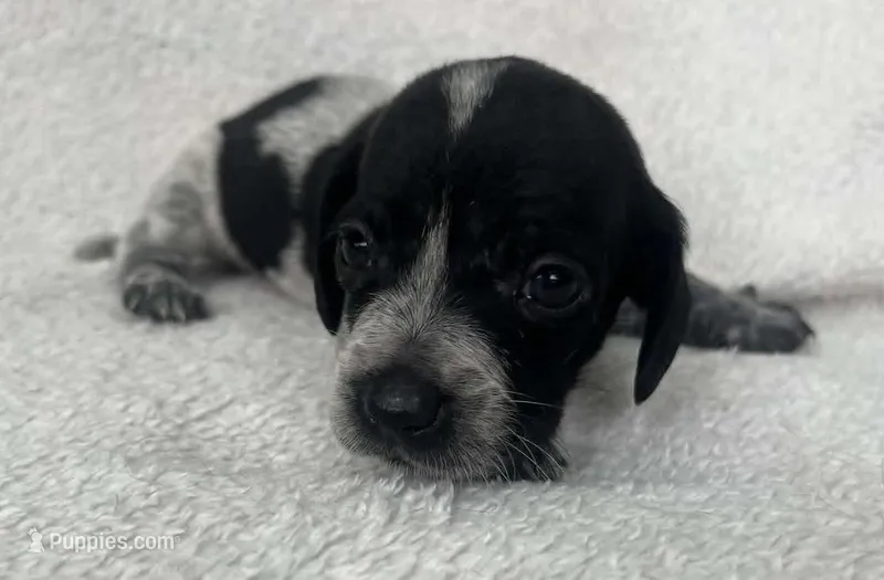 Spotted girl  – Dachshund puppy for sale in Lakeland, FL
