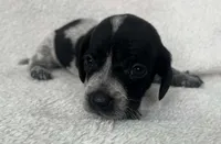 Spotted girl , a female Dachshund for sale in Lakeland, FL – 1 of 8