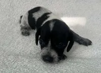 Spotted girl , a female Dachshund for sale in Lakeland, FL – 6 of 8
