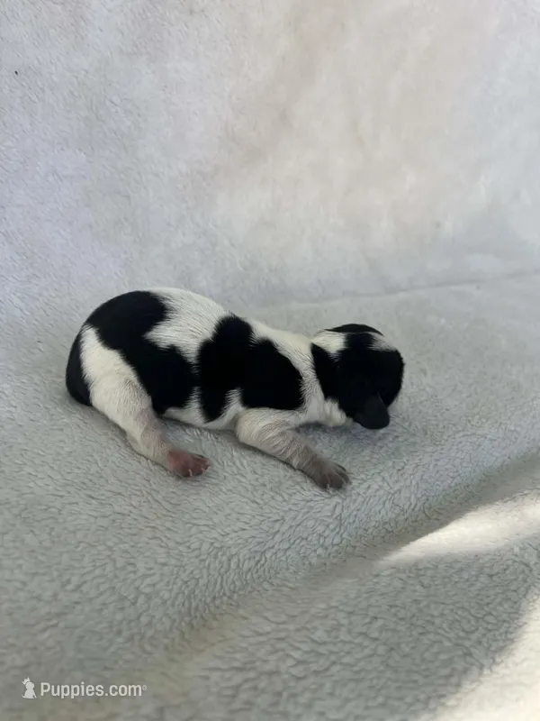 Spotted girl  – Dachshund puppy for sale in Lakeland, FL