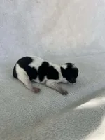 Spotted girl , a female Dachshund for sale in Lakeland, FL – Photo 1 of 4