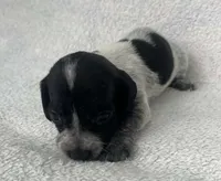 Spotted girl , a female Dachshund for sale in Lakeland, FL – 5 of 8